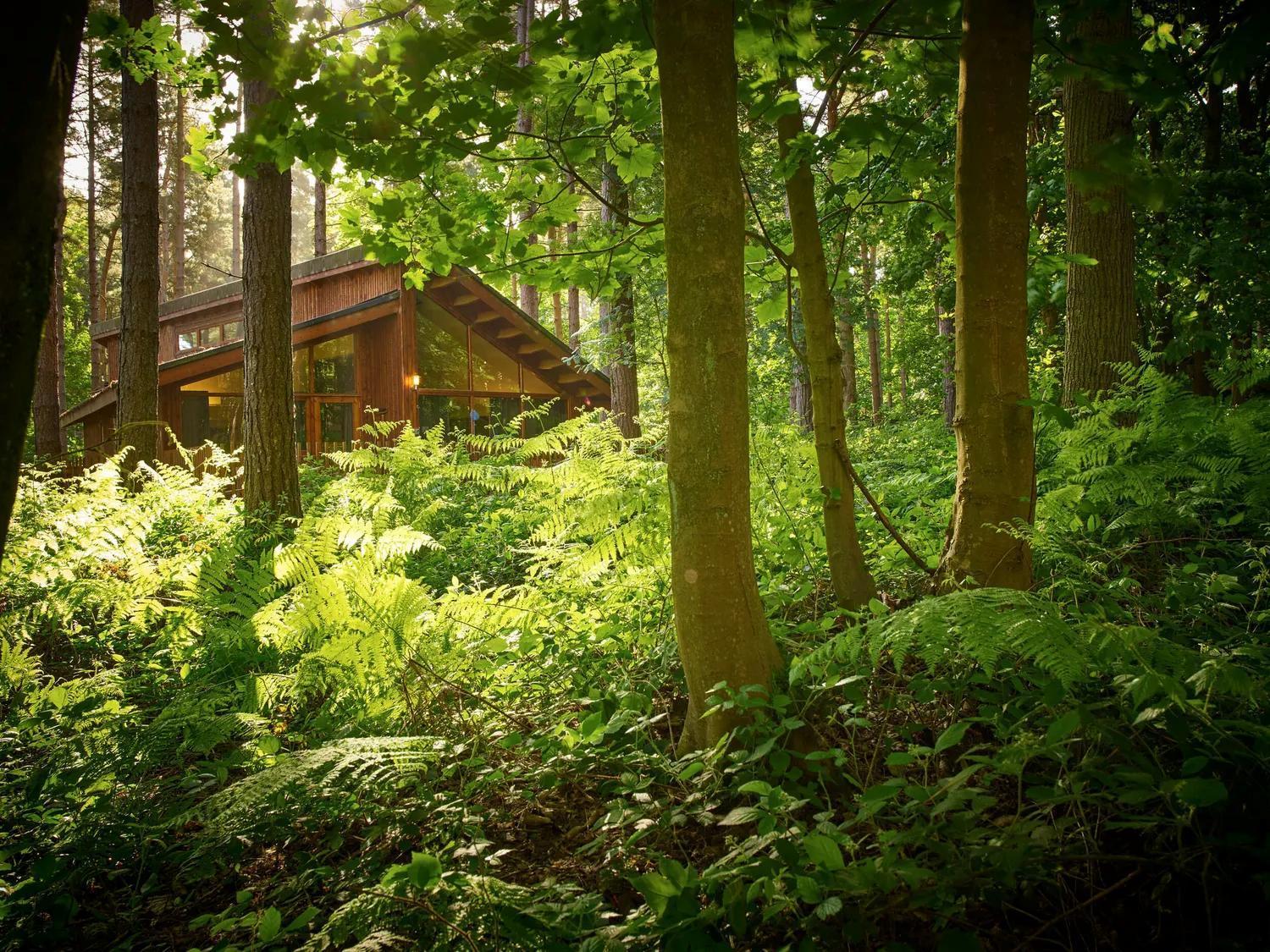 Blackwood Forest Cabins - Forest Holidays Popham Exteriör bild