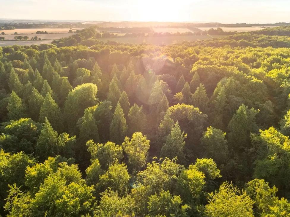 Blackwood Forest Cabins - Forest Holidays Popham Exteriör bild